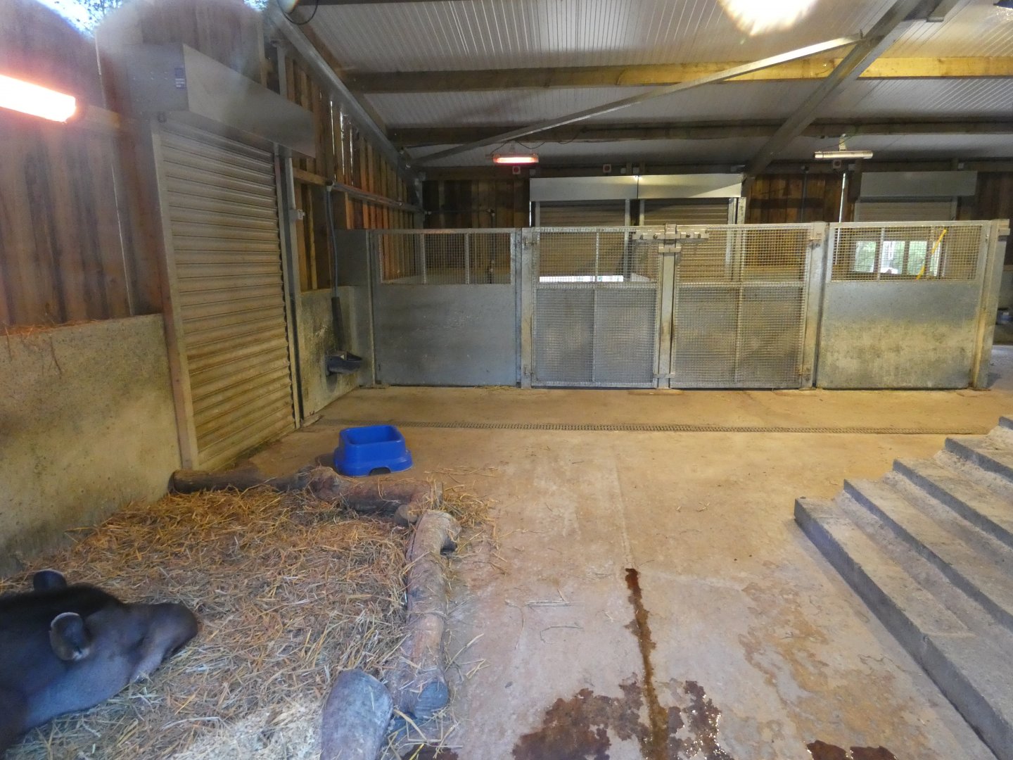 Brazilian tapir indoor enclosure