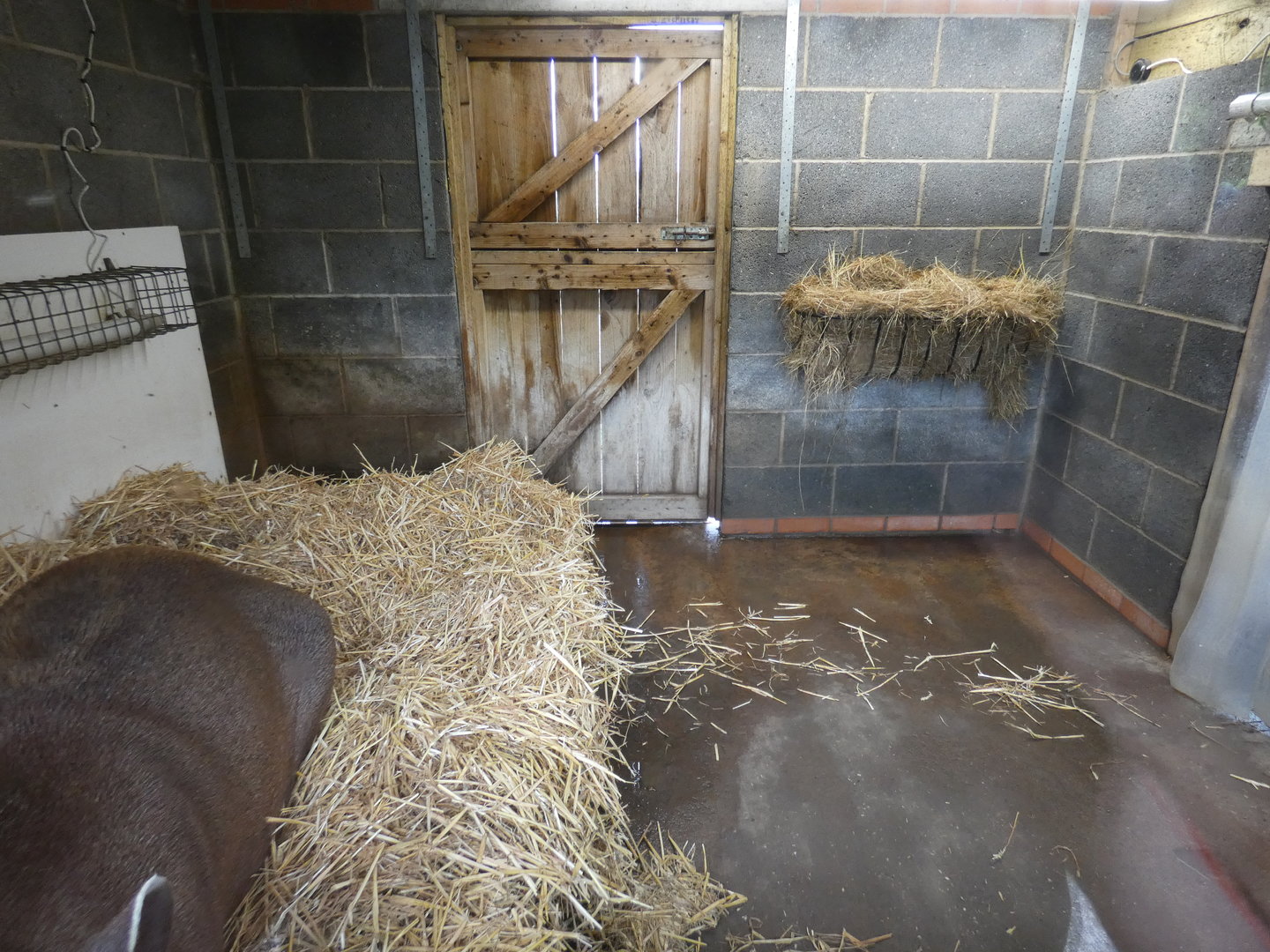 Brazilian tapir indoor enclosure