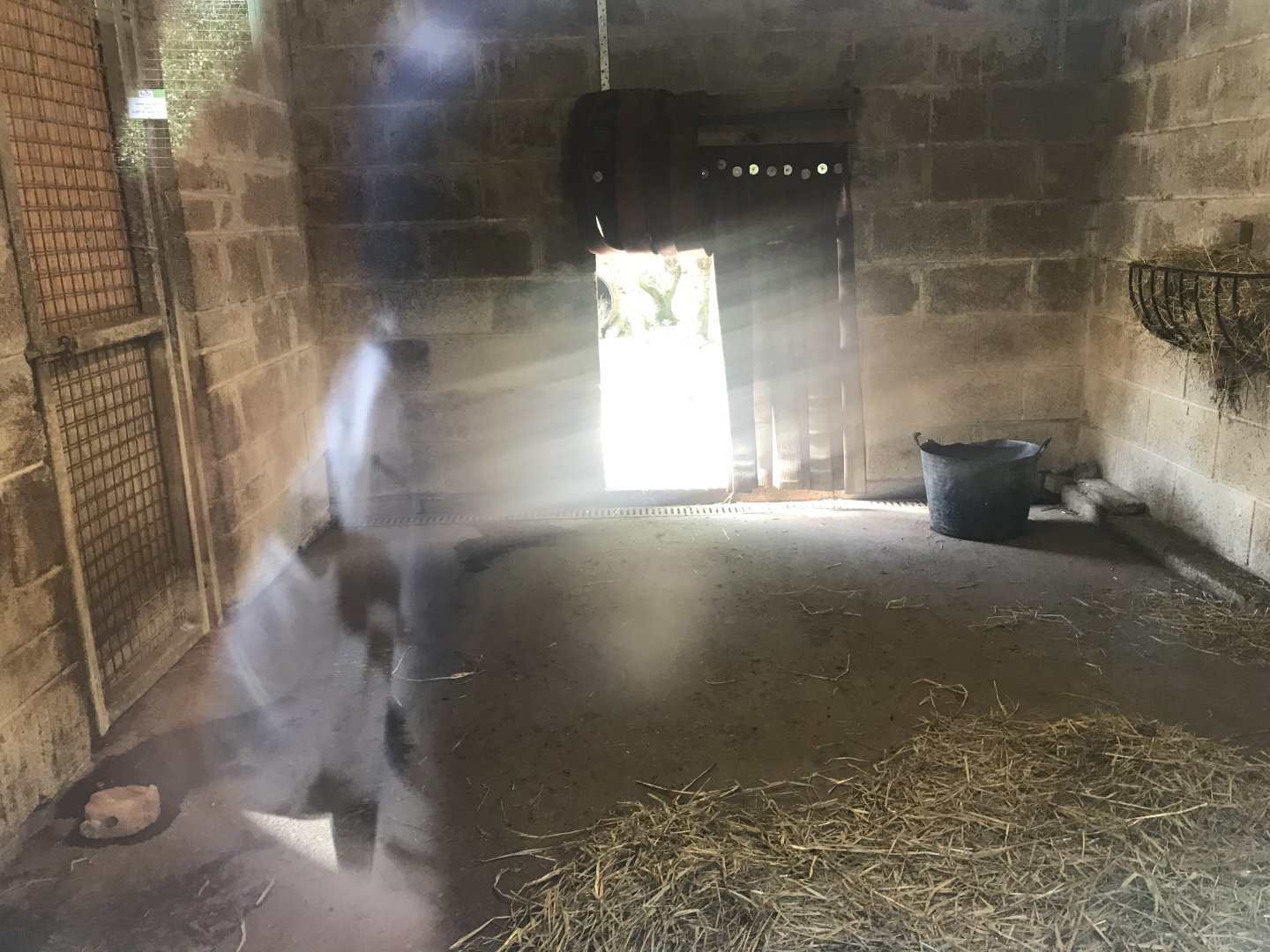 Brazilian tapir indoors (2)