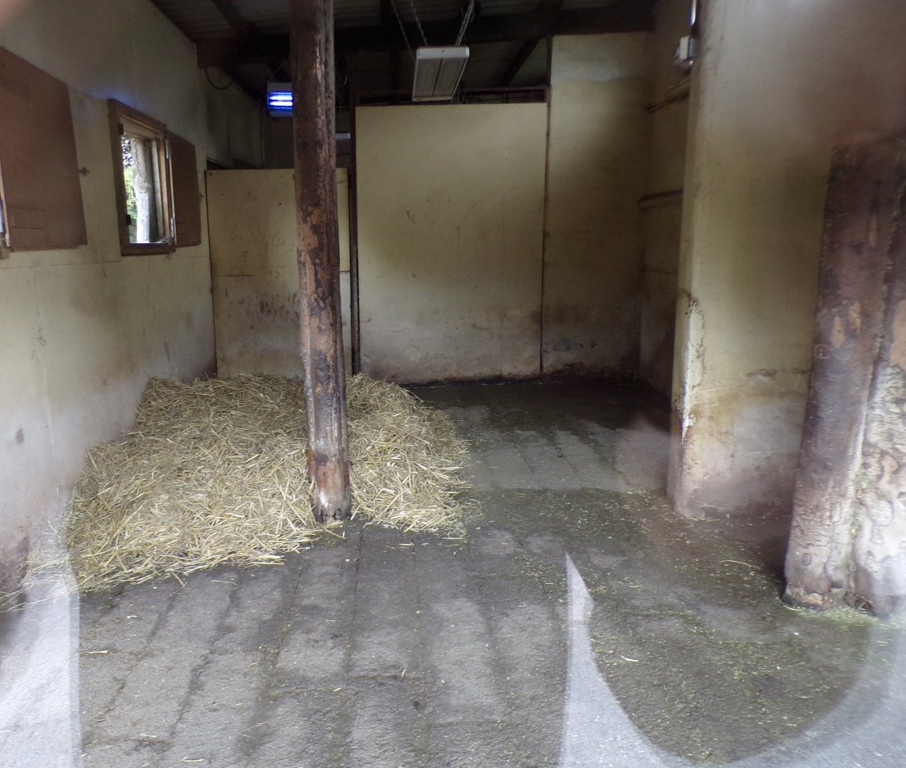 Brazilian tapir indoors 29.6.24