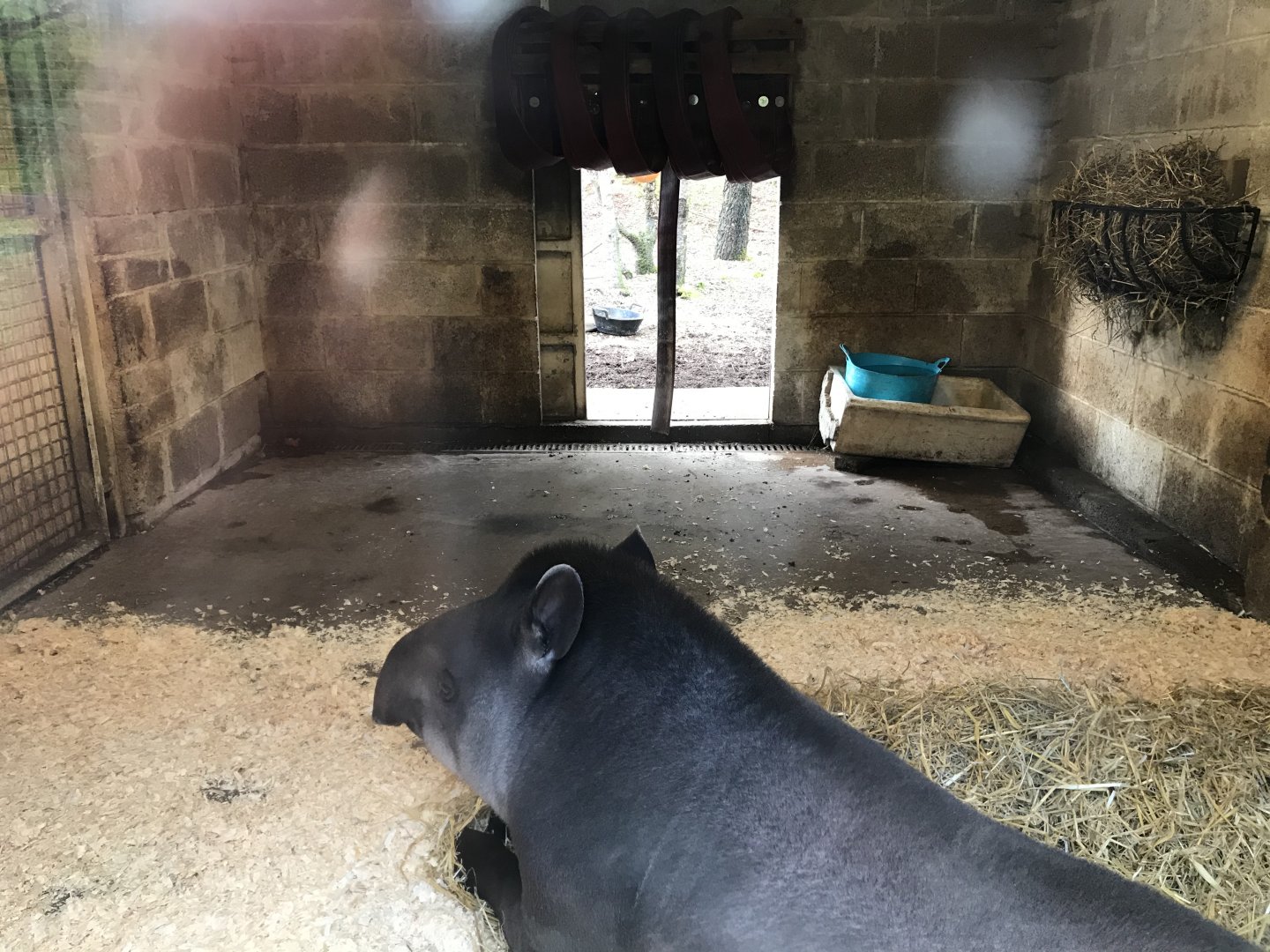 Brazilian tapir indoors