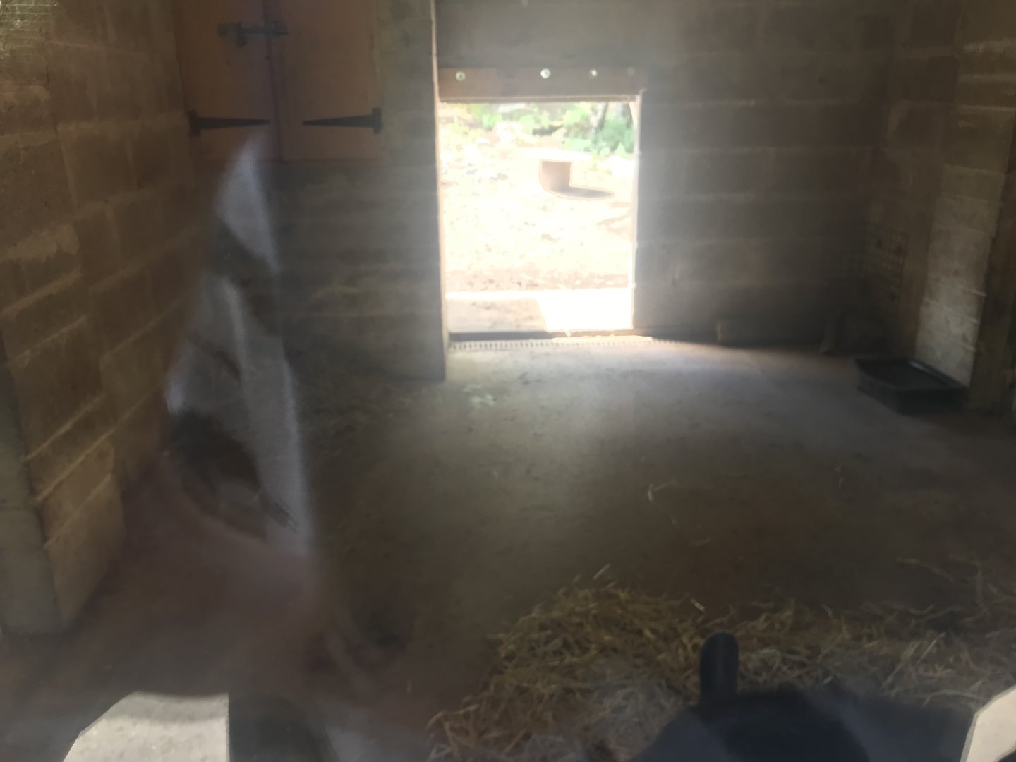 Brazilian tapir indoors