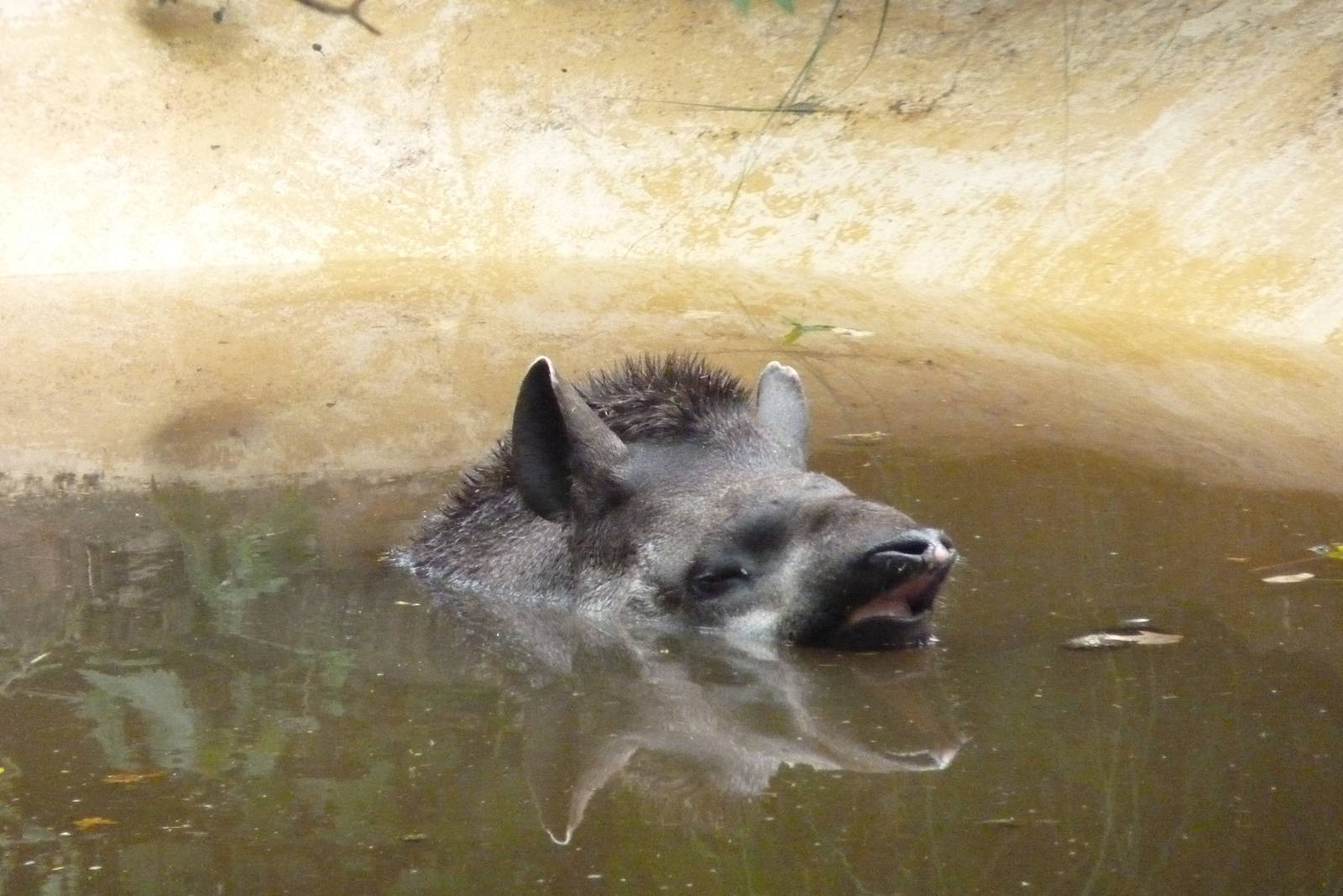 Brazilian Tapir, July 2014