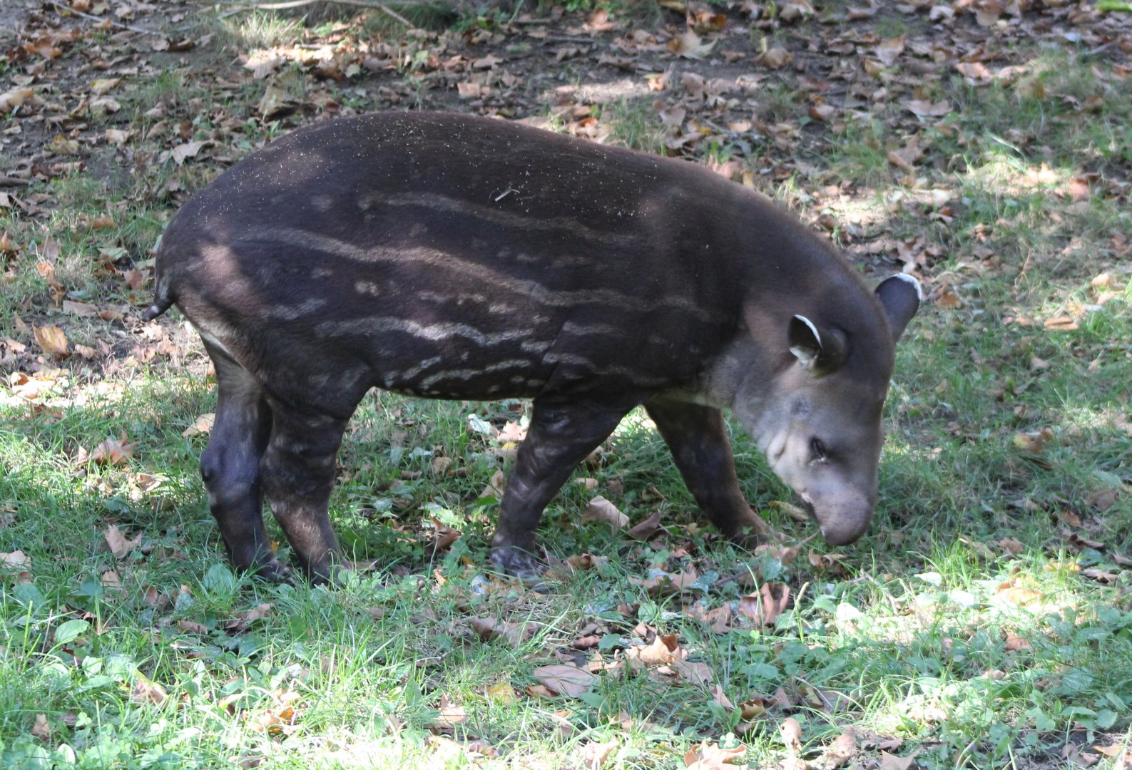 Brazilian tapir - juvenile