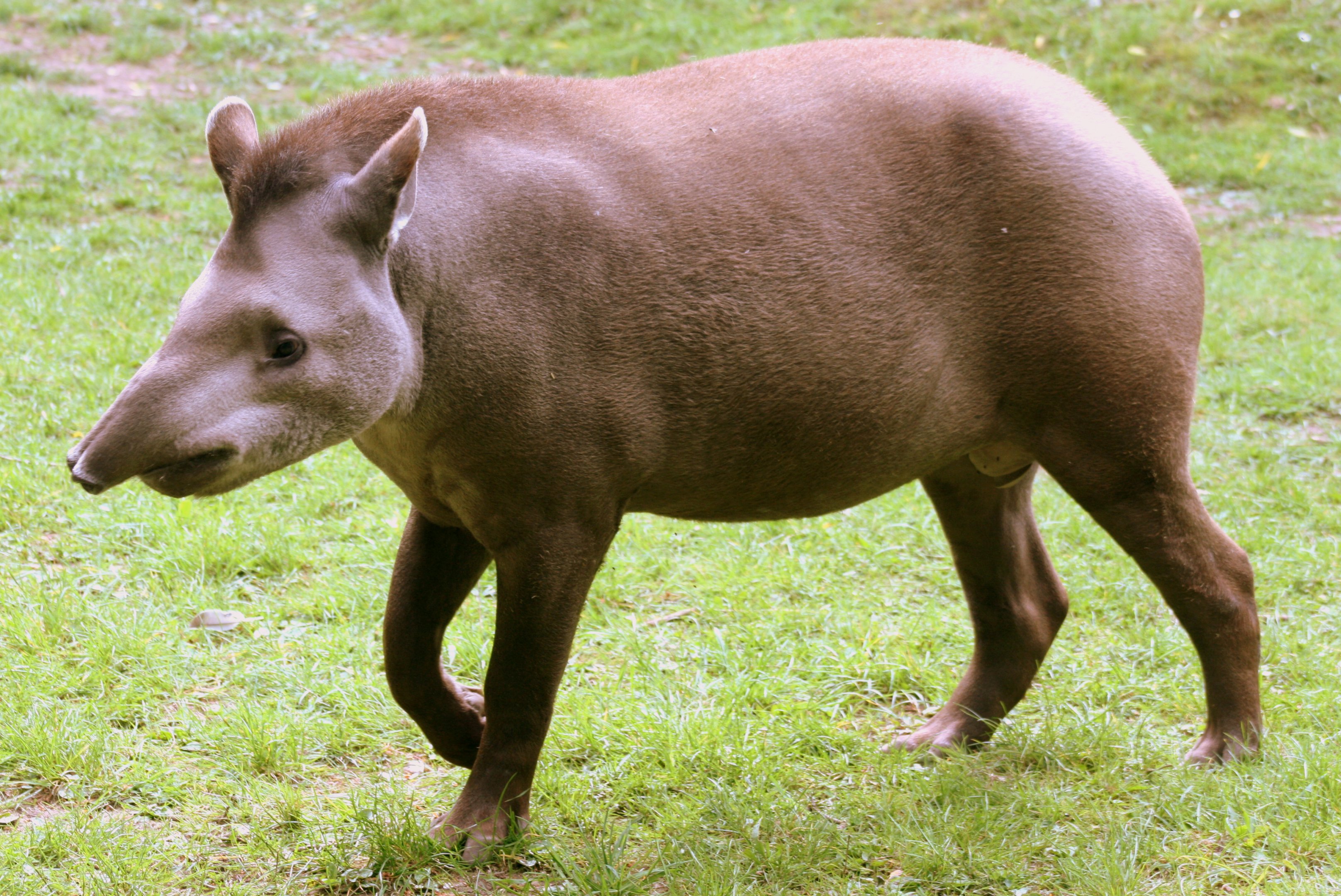 Brazilian tapir; Linton; 13th May 2017