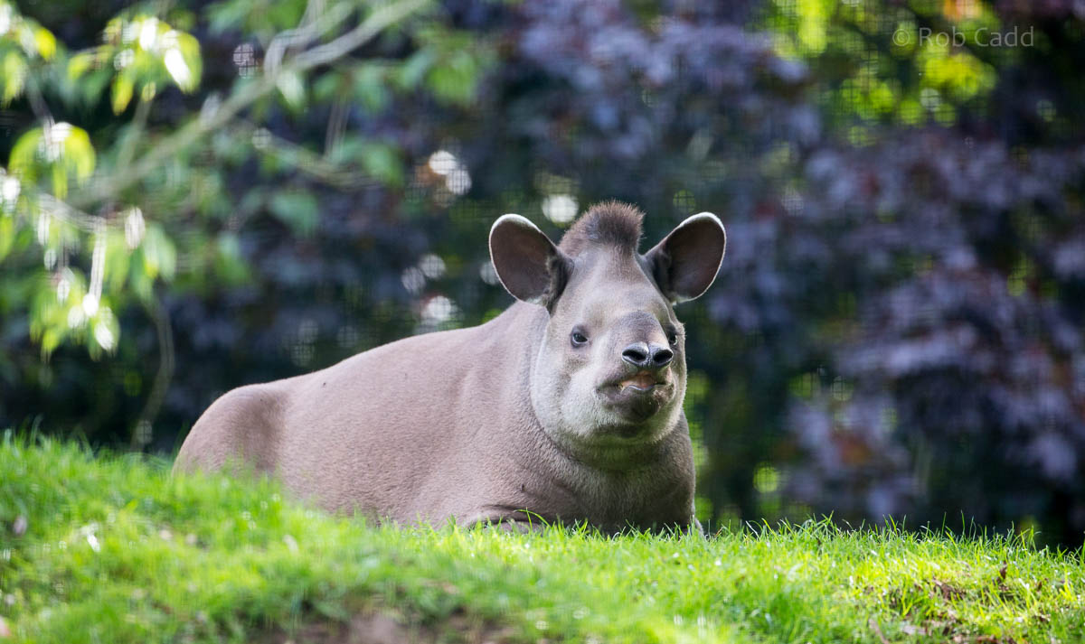 Brazilian tapir : Linton : 19 Sep 2015