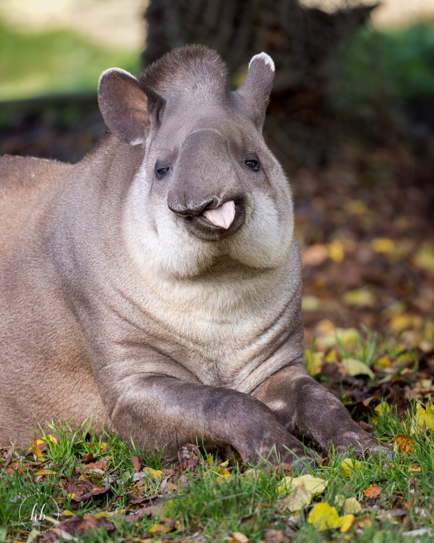 Brazilian Tapir / Linton Zoo / 17-11-24