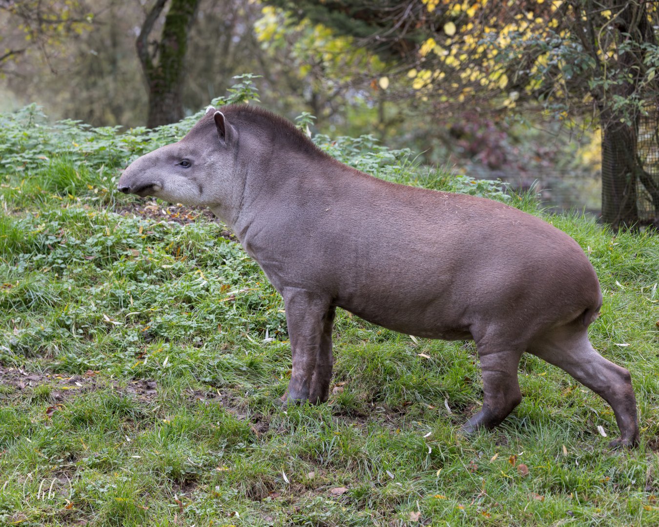 Brazilian Tapir / Linton Zoo / 17-11-24