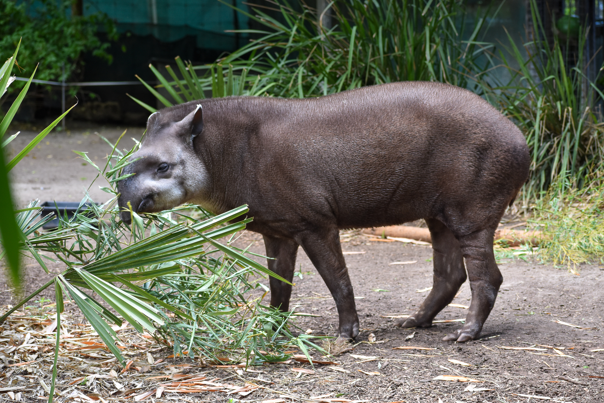 Brazilian Tapir - male Arturo