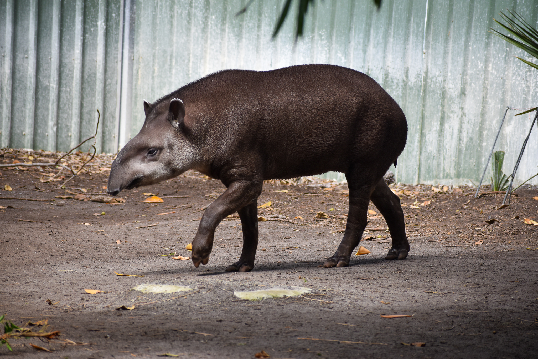 Brazilian Tapir - male Arturo