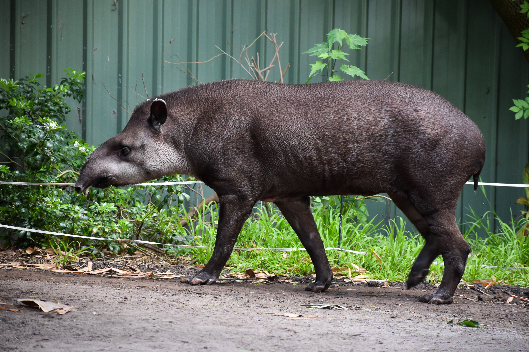 Brazilian Tapir - male Arturo