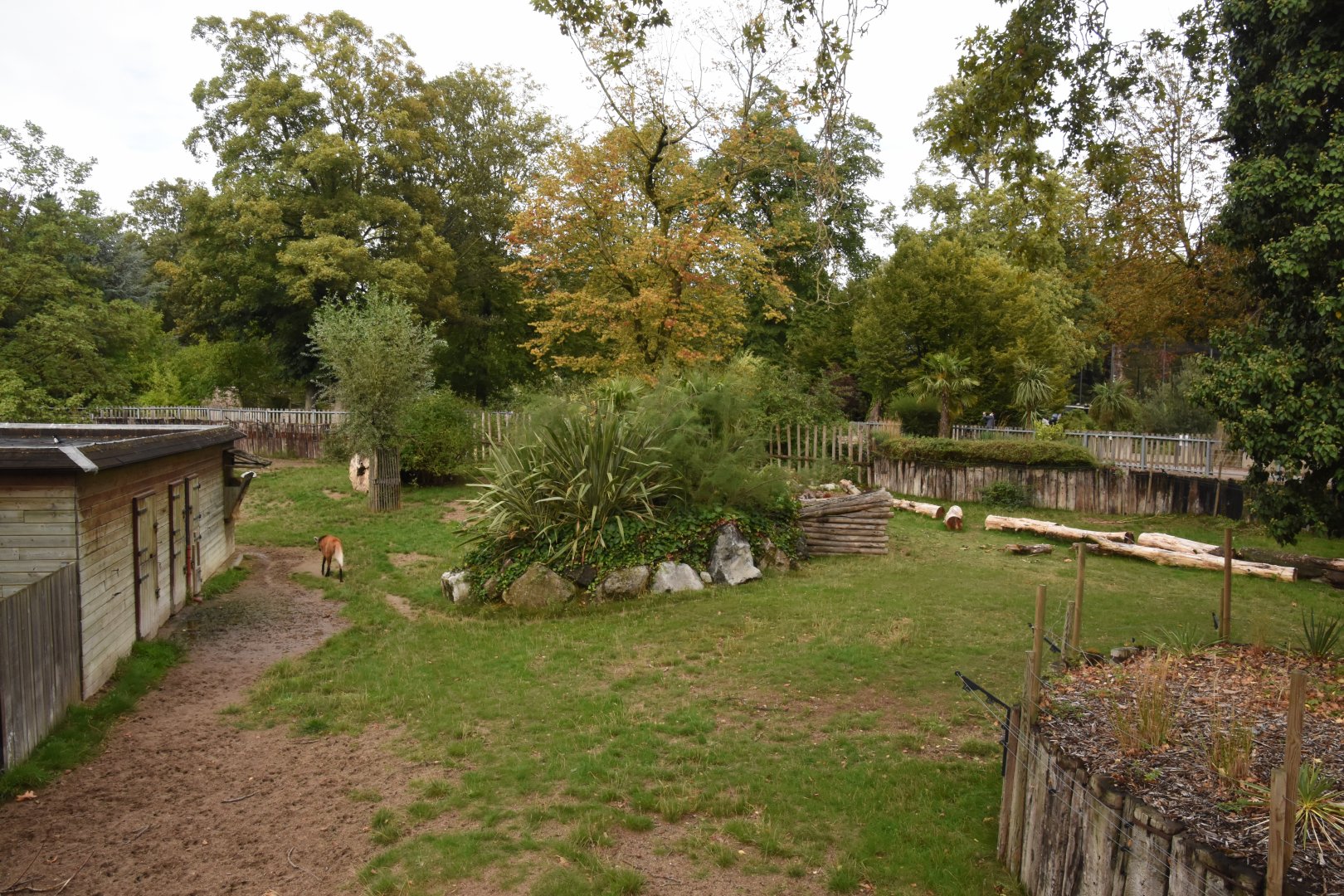 Brazilian Tapir & Maned Wolf enclosure