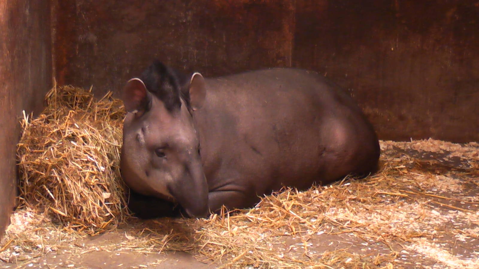 Brazilian Tapir May 2010