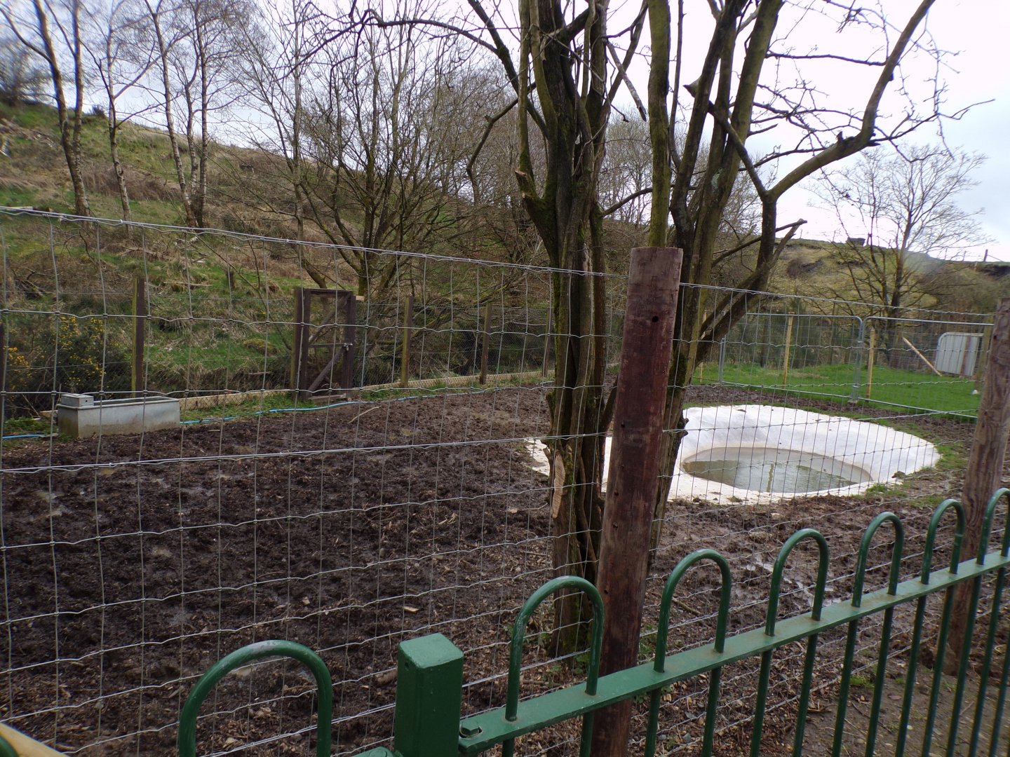 Brazilian tapir new enclosure 12.4.24