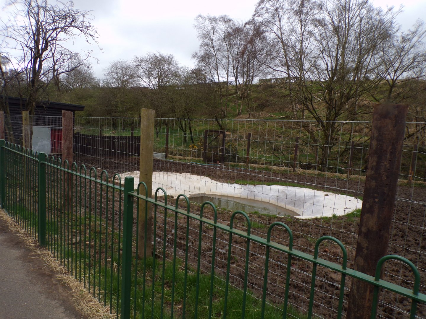 Brazilian tapir new enclosure 12.4.24