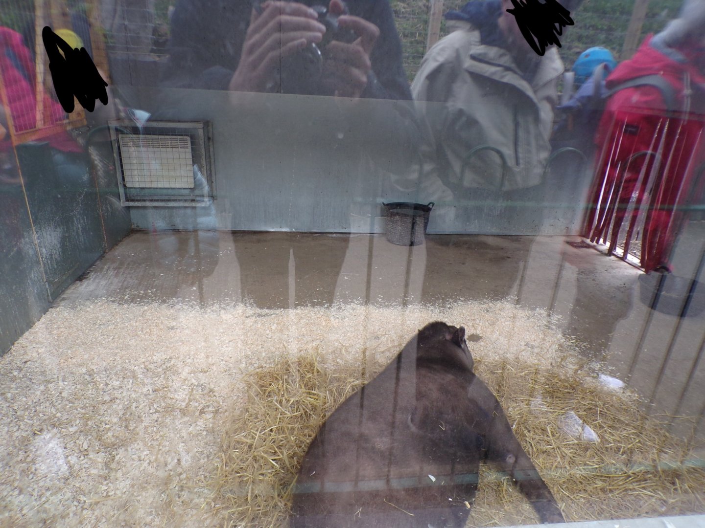 Brazilian tapir new indoors 12.4.24