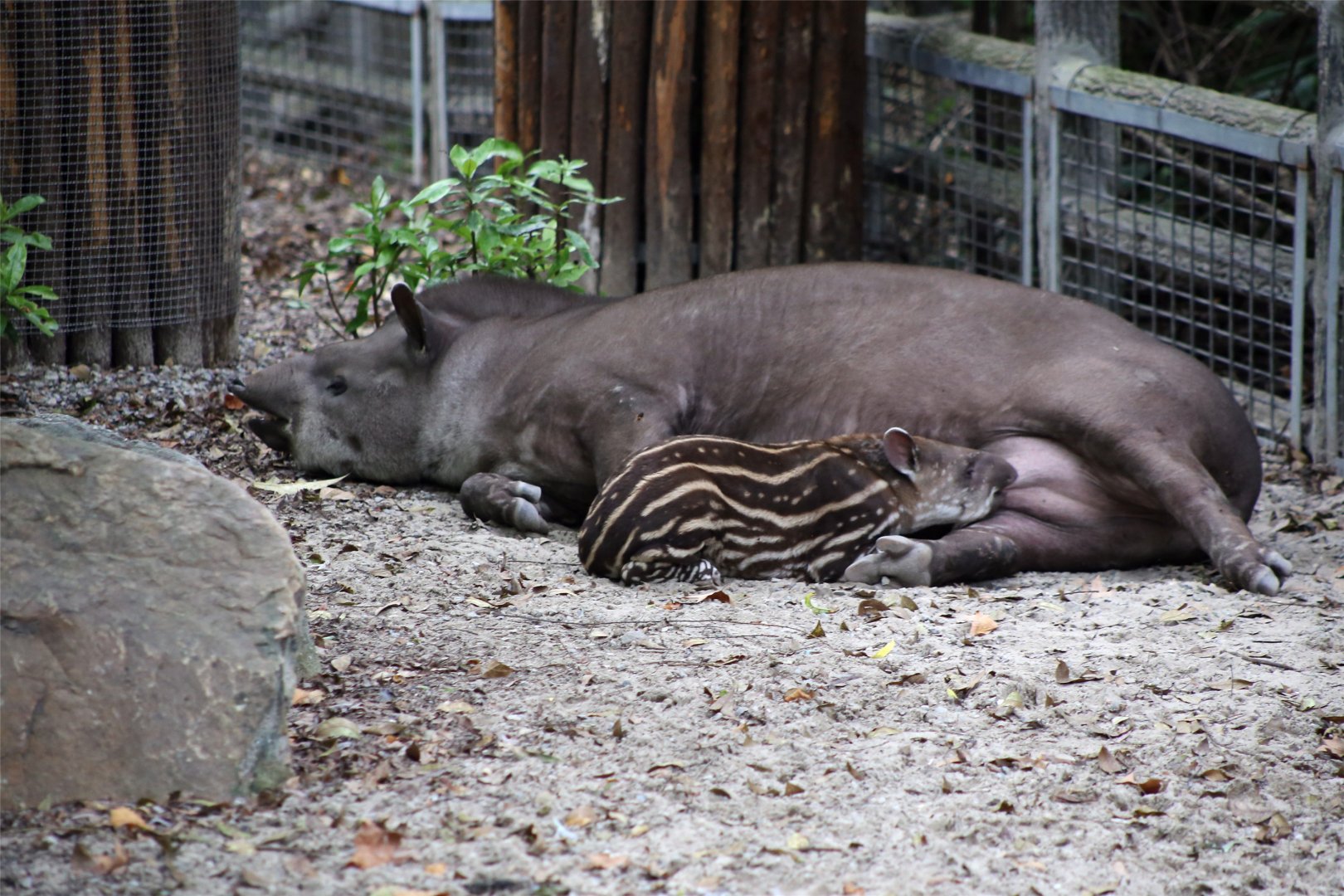 Brazilian Tapir Nursing