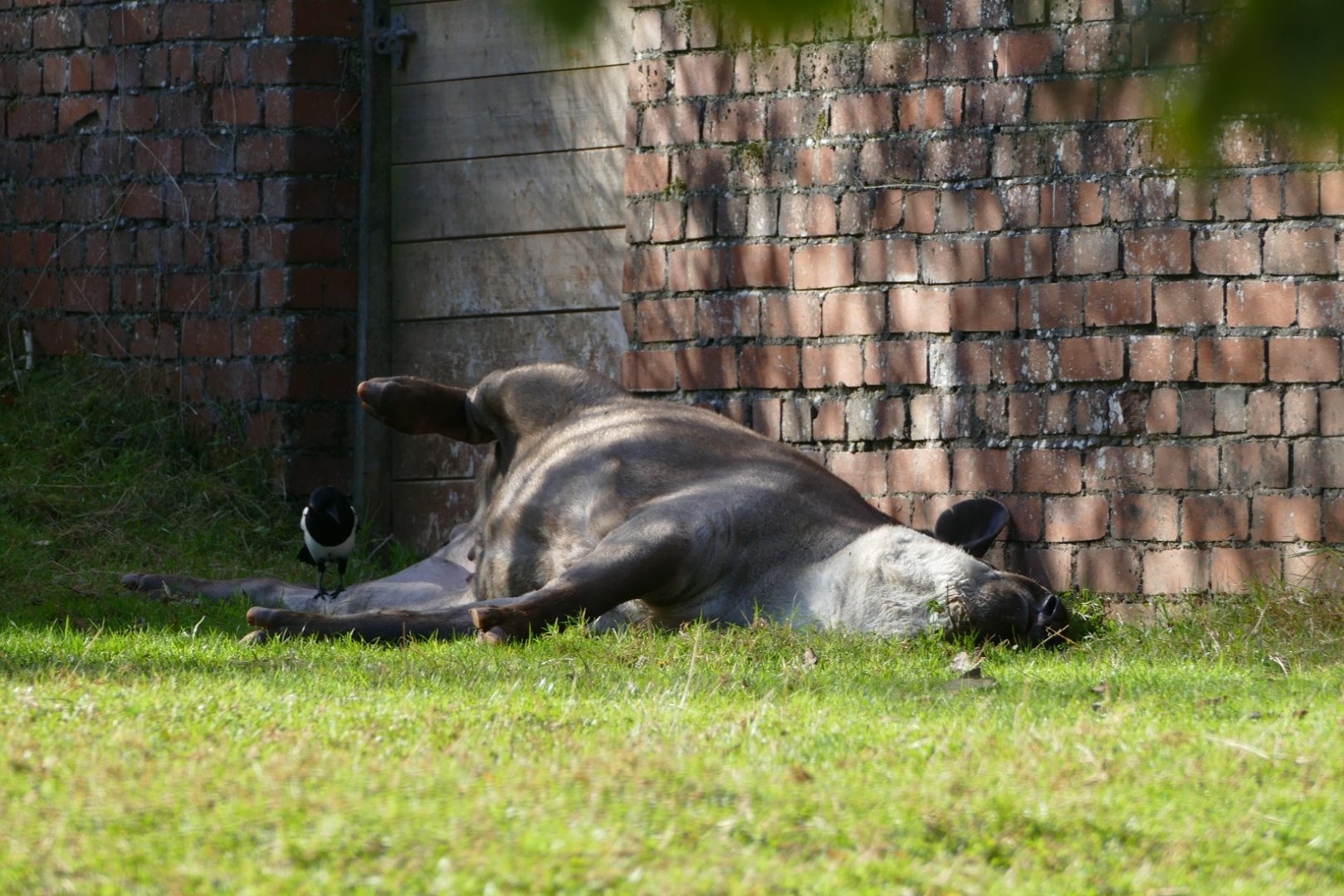 Brazilian tapir, October 2018