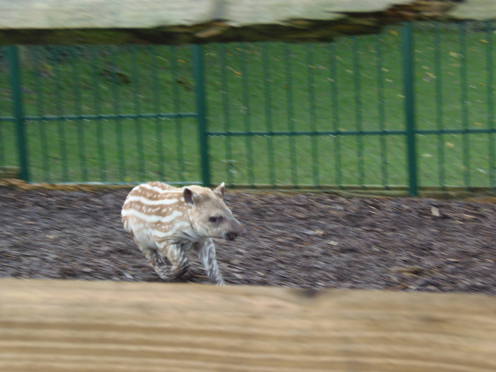 brazilian tapir on the run
