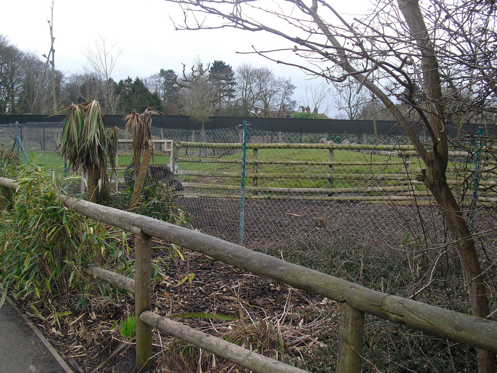 Brazilian Tapir Paddock - 16/02/2011