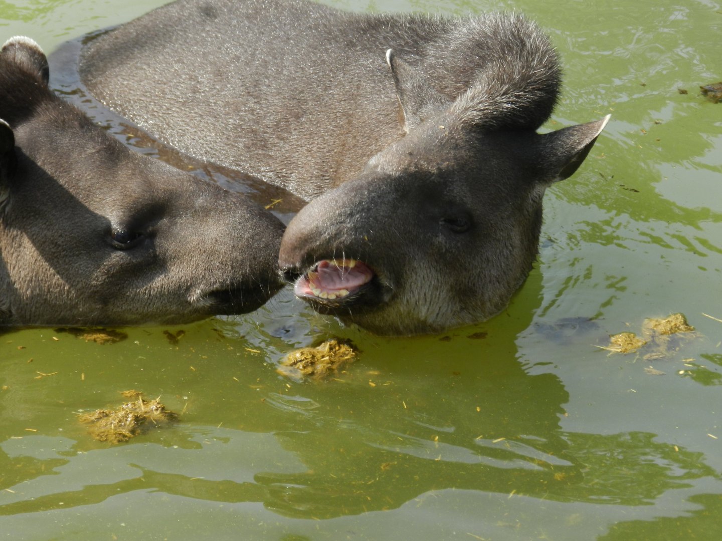 Brazilian tapir - Parque Zoológico Huachipa