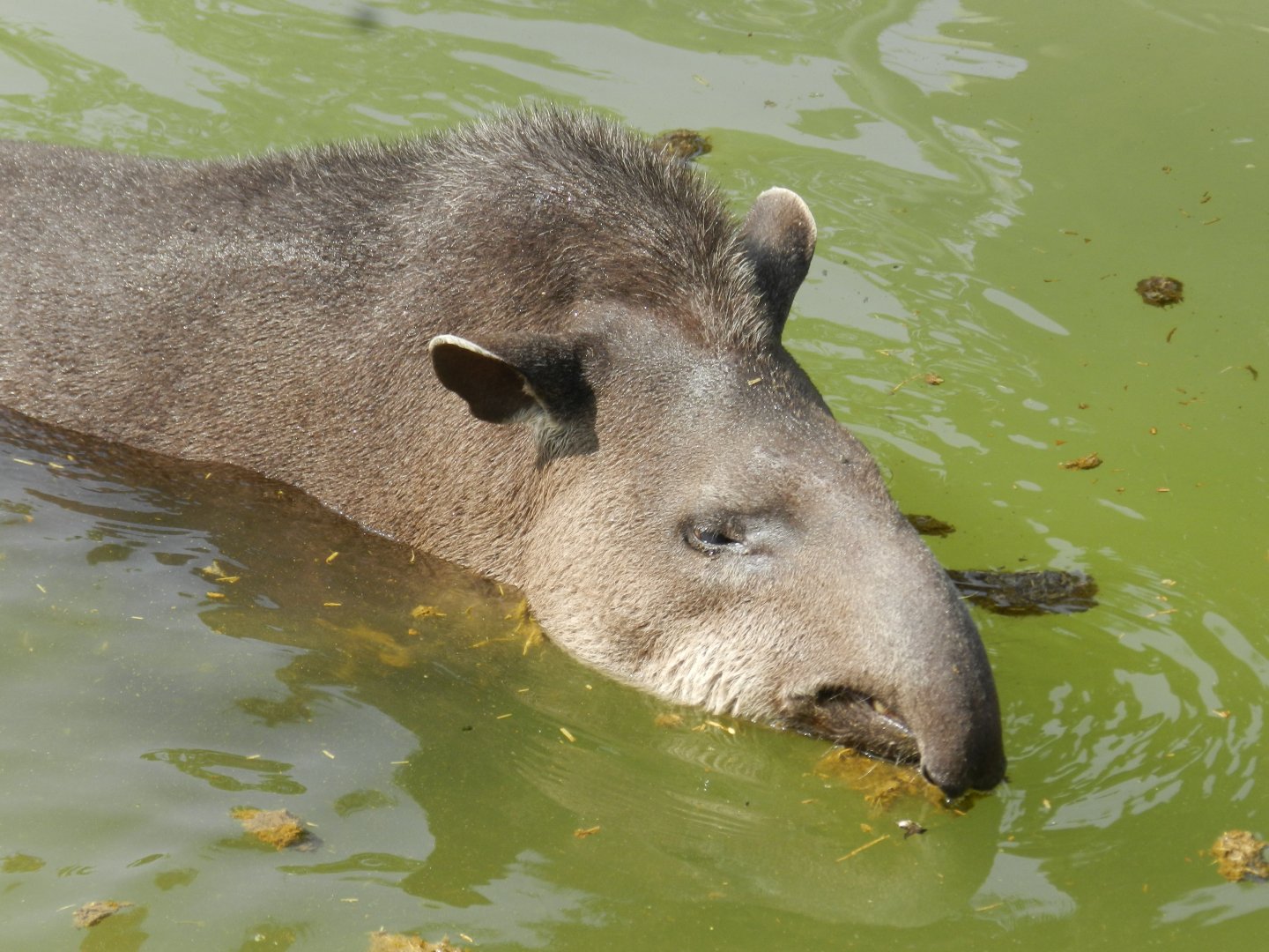 Brazilian tapir - Parque Zoológico Huachipa