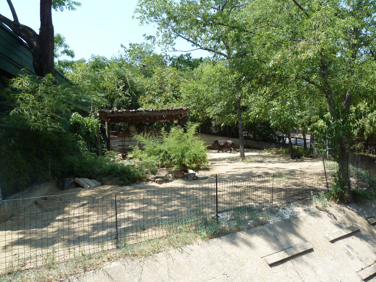 Brazilian Tapir/Peccary Exhibit