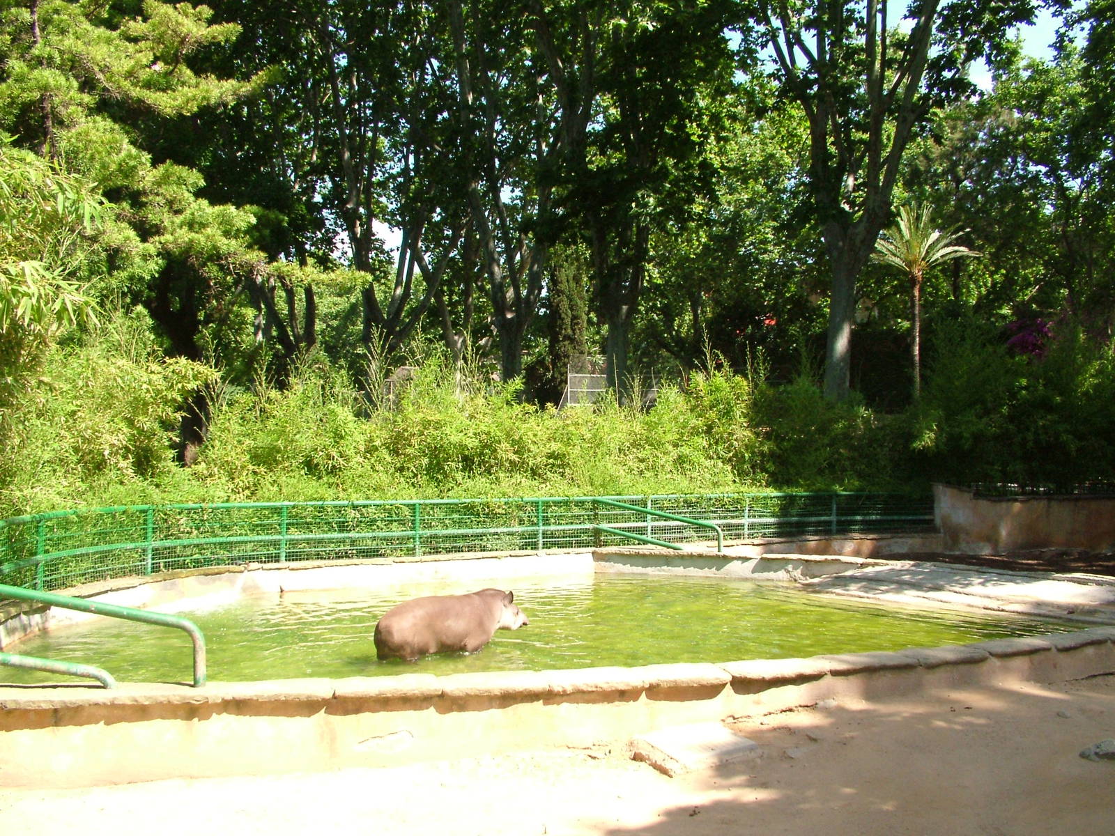Brazilian Tapir Pool at Barcelona, 30/05/11