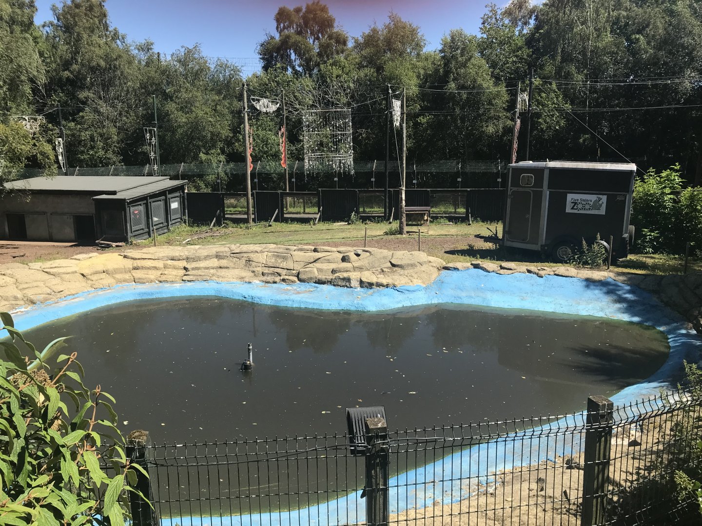 Brazilian tapir pool