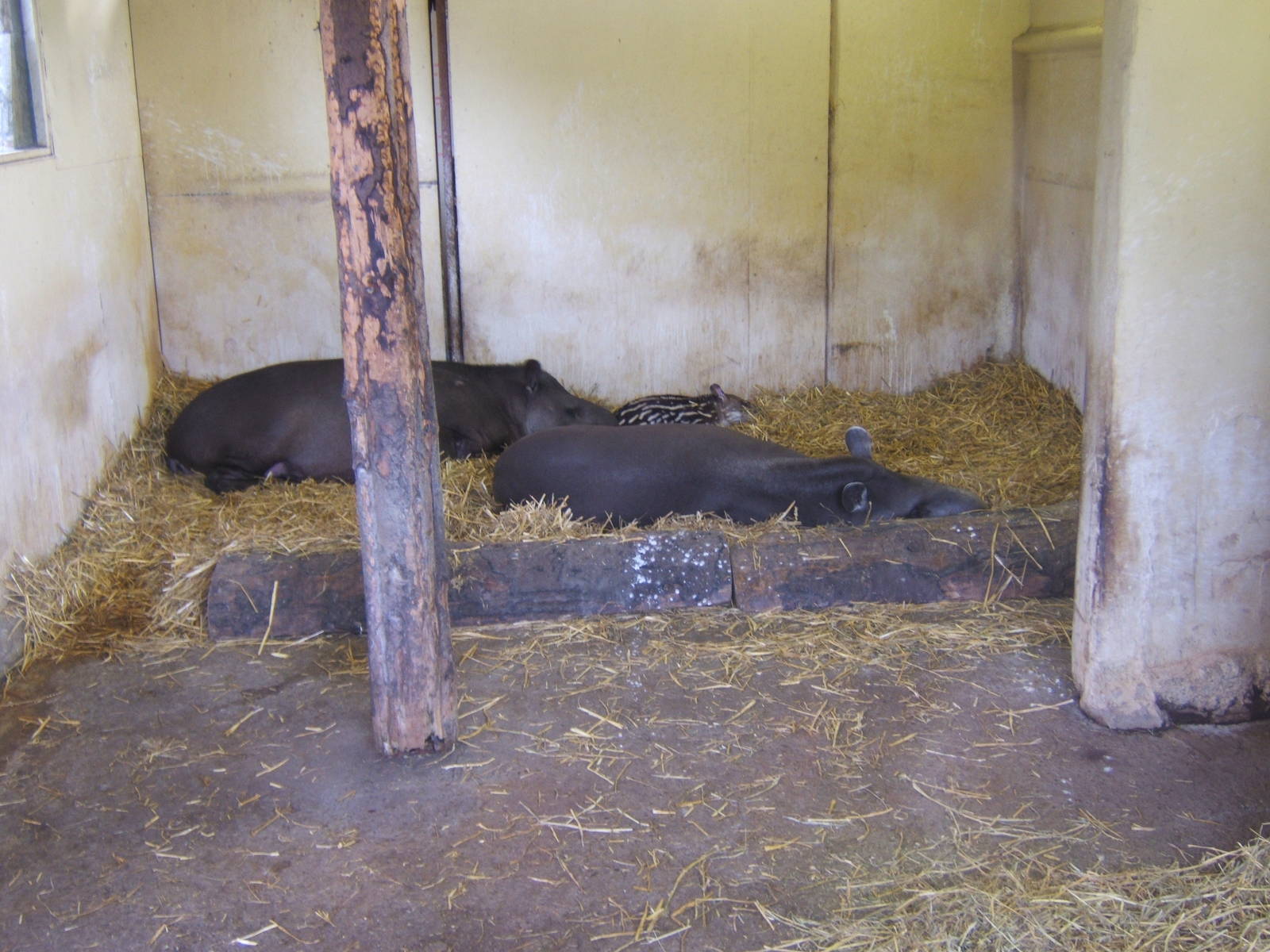 Brazilian Tapir`s
