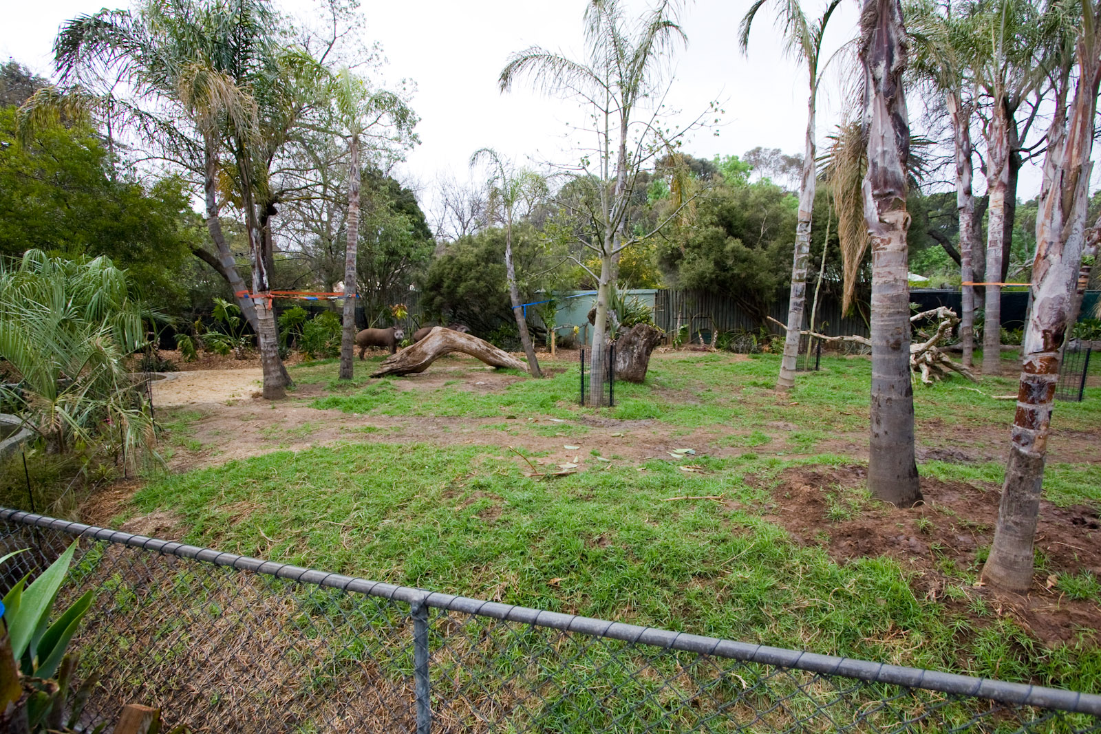Brazilian Tapir - Sep 2008