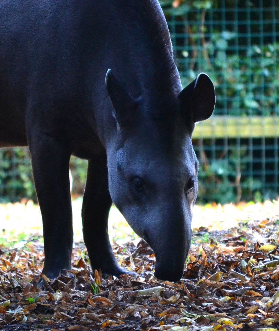 Brazilian Tapir - September 2016