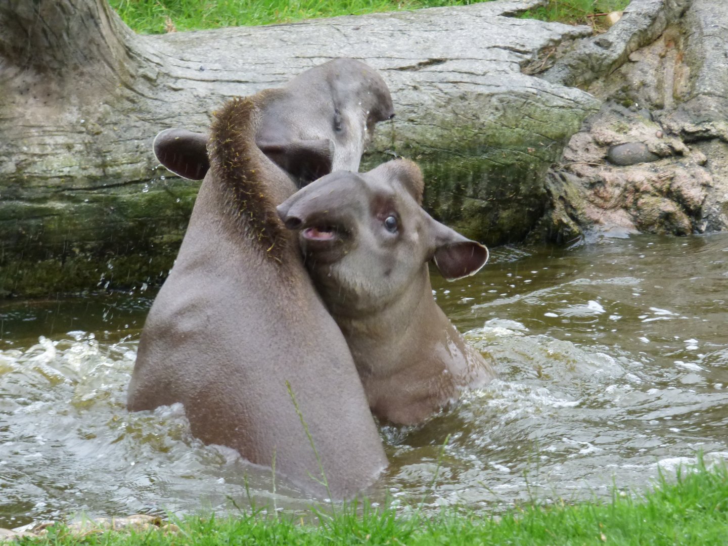 Brazilian Tapir sibling in the water