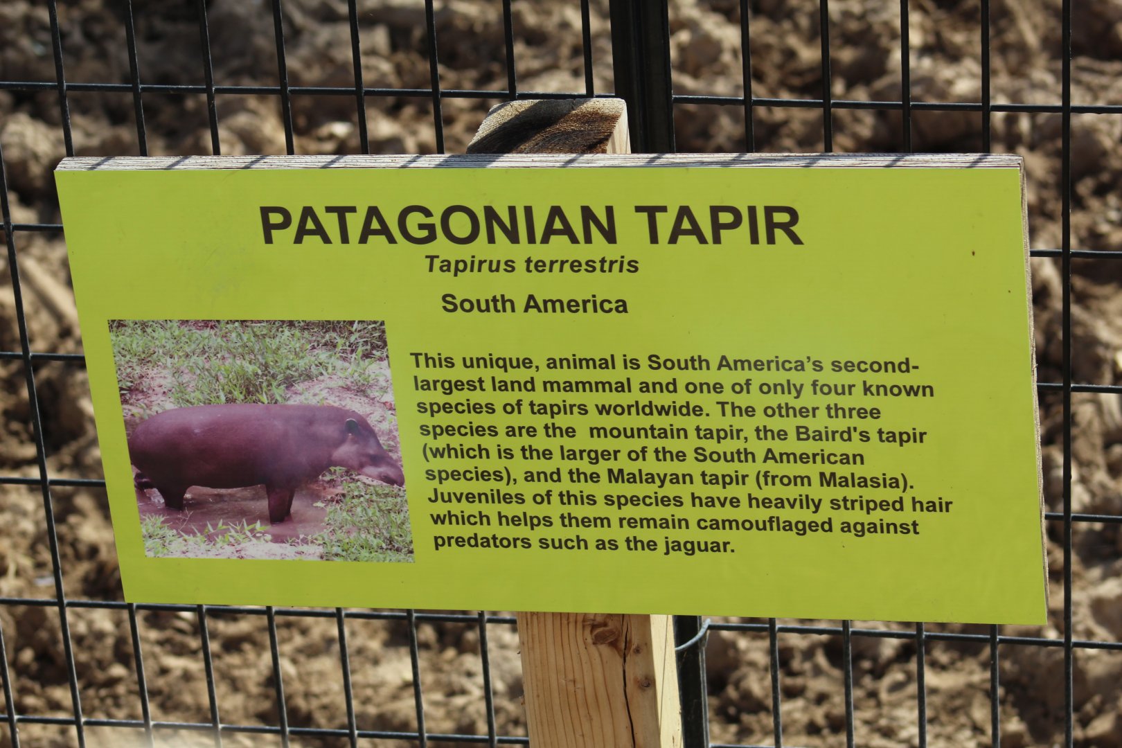Brazilian Tapir Signage