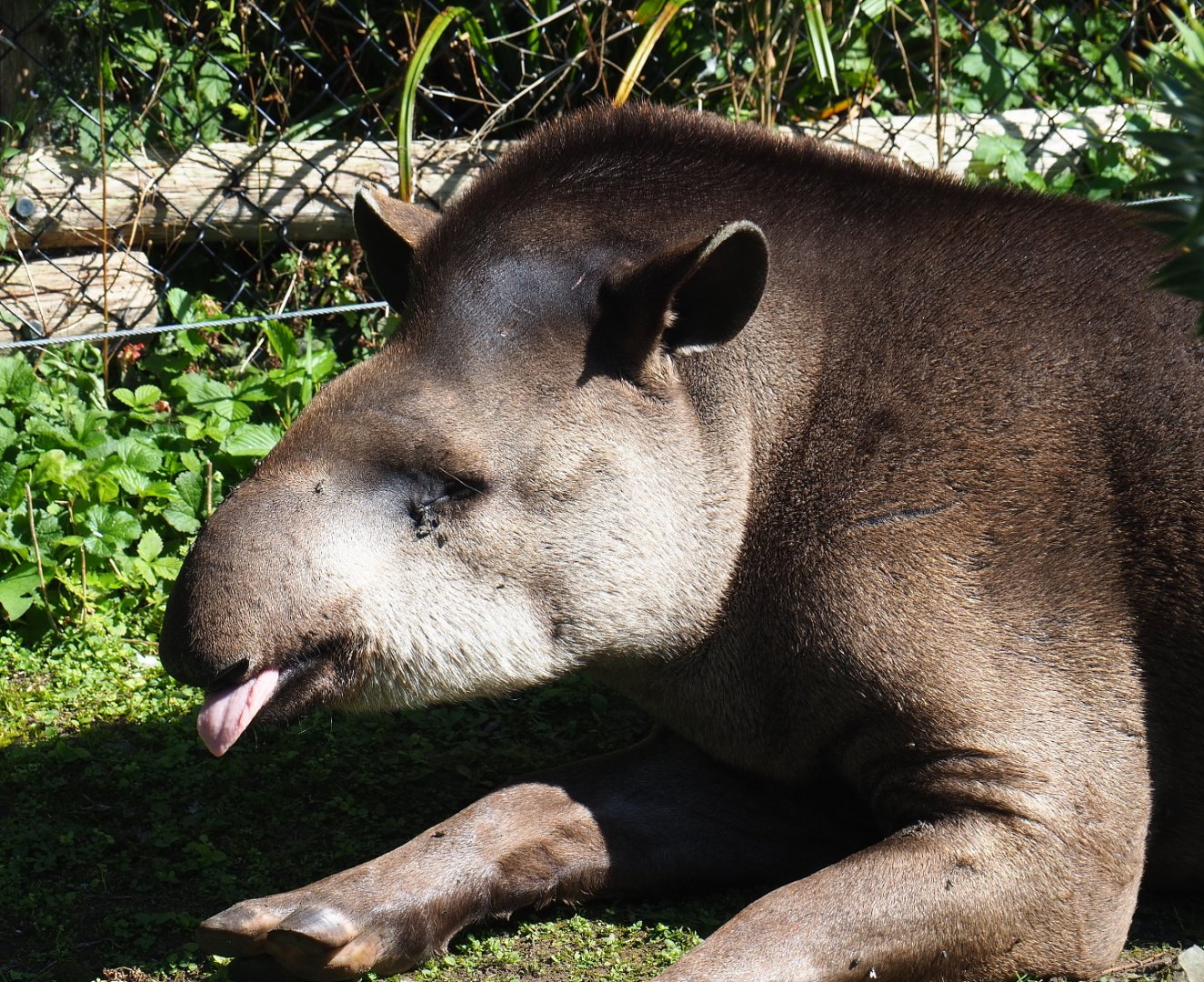 Brazilian tapir (Tapirus terrestris), 2021-09-03