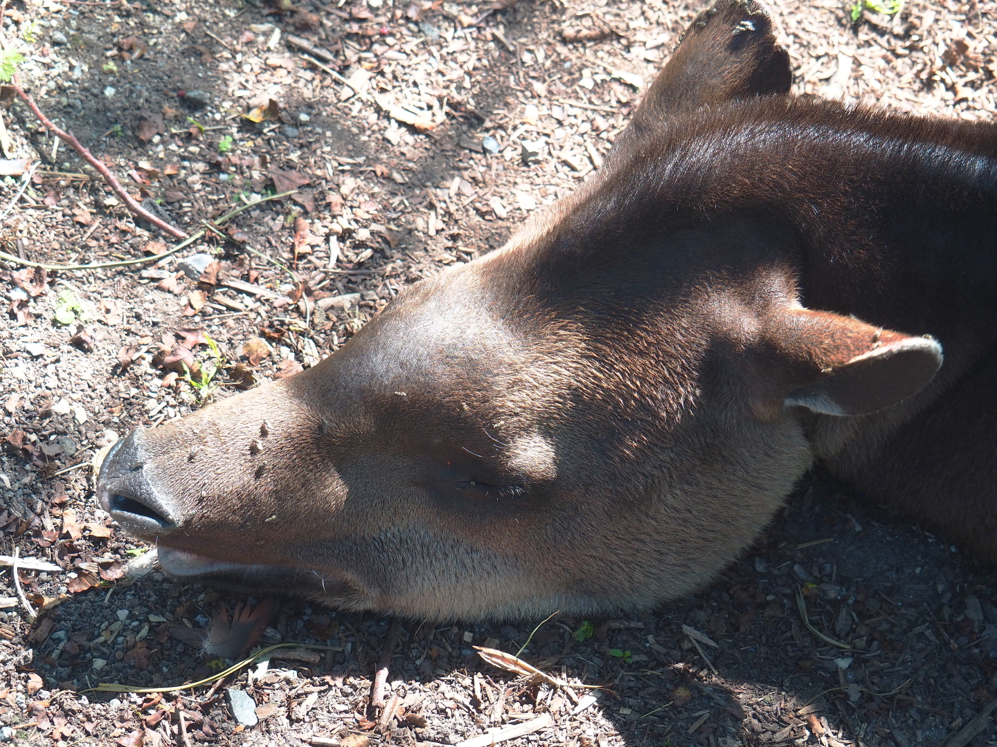 Brazilian tapir (Tapirus terrestris), 2021-09-03