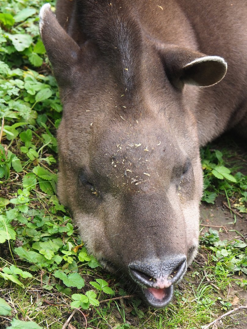 Brazilian tapir (Tapirus terrestris), 2023-10-13