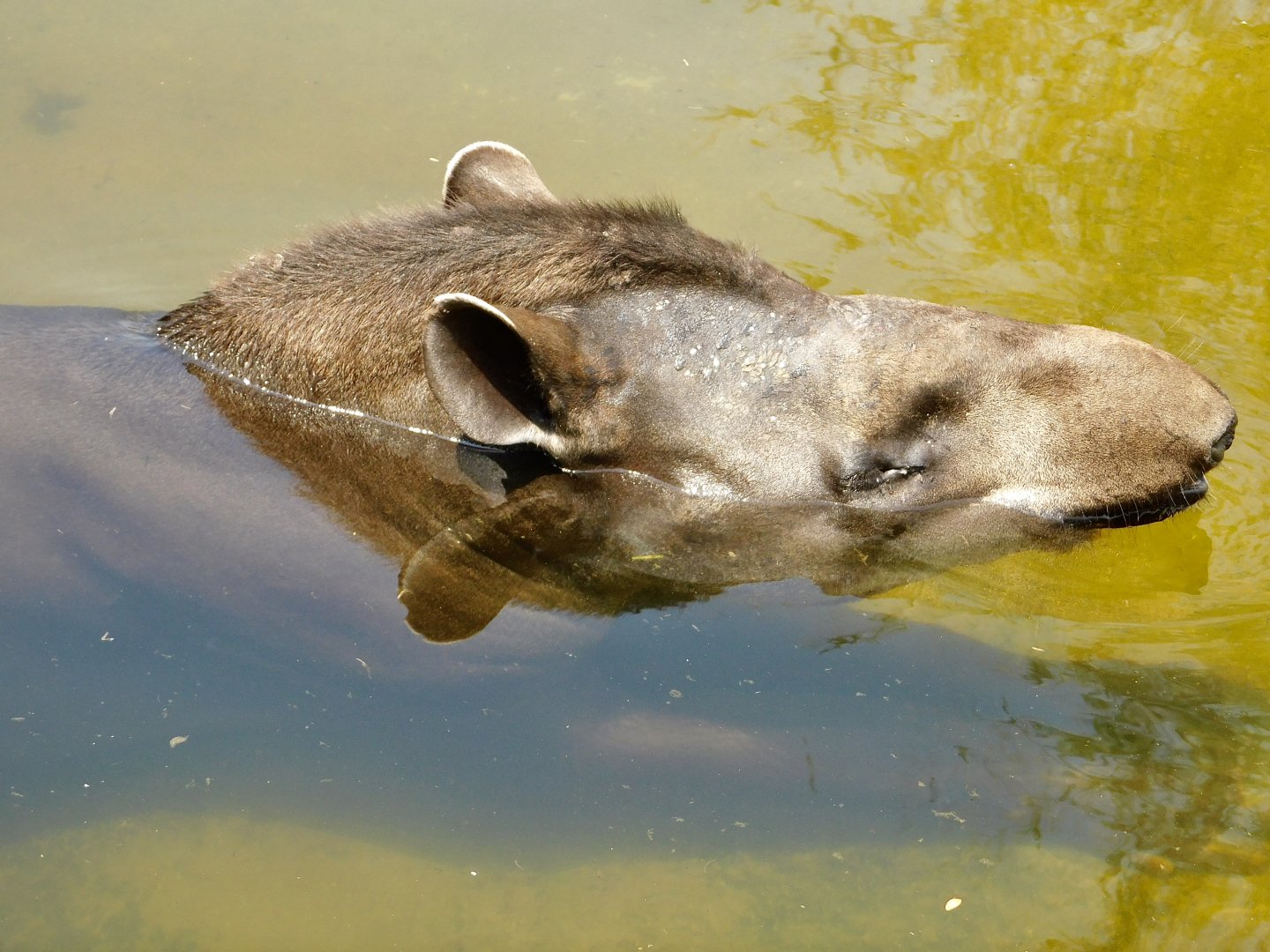 Brazilian Tapir (Tapirus terrestris) August 4, 2025