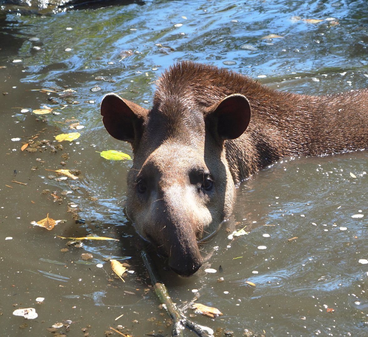 Brazilian tapir (Tapirus terrestris) in the water, 2021-09-03