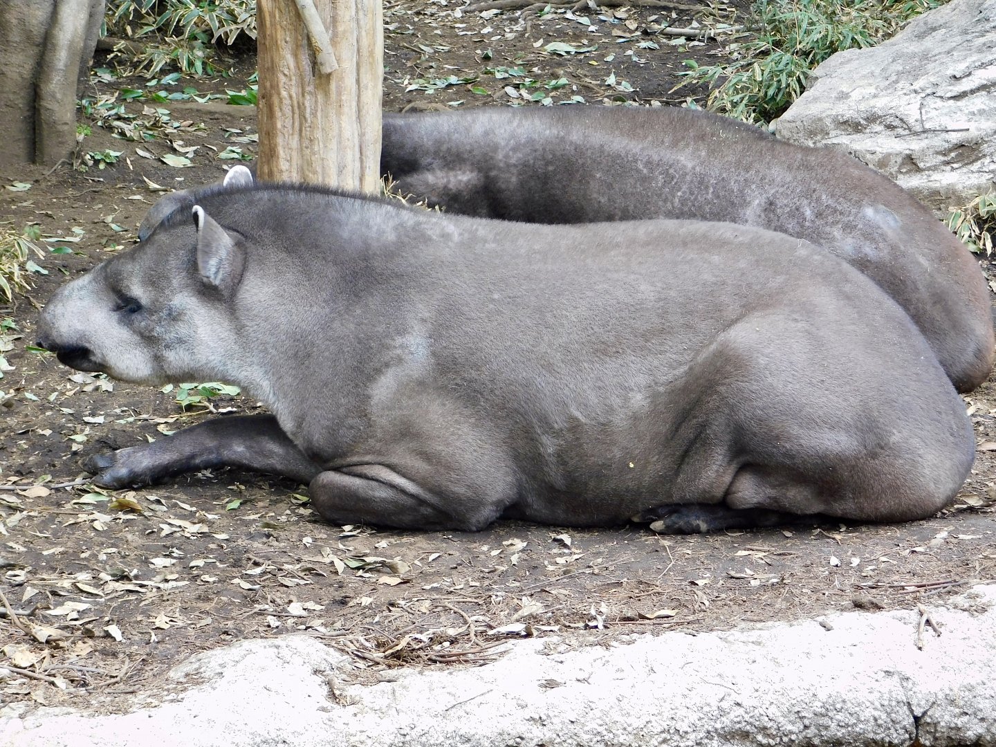 Brazilian Tapir (Tapirus terrestris) March 15, 2025