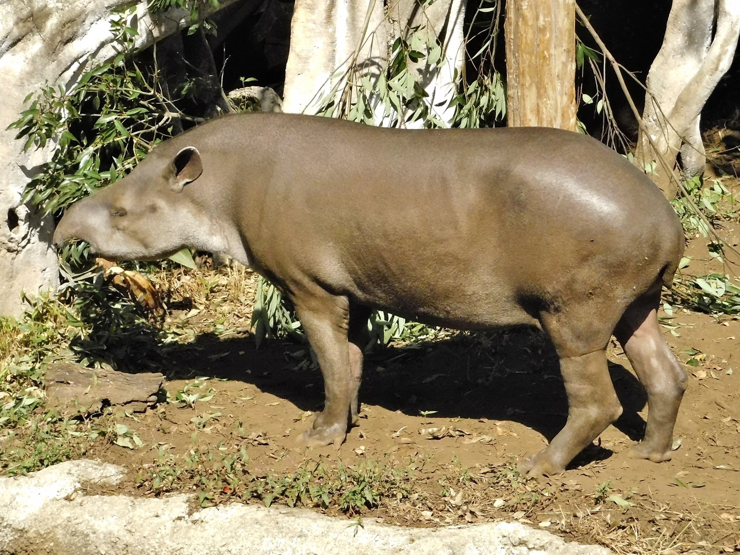 Brazilian Tapir (Tapirus terrestris) October 18, 2025