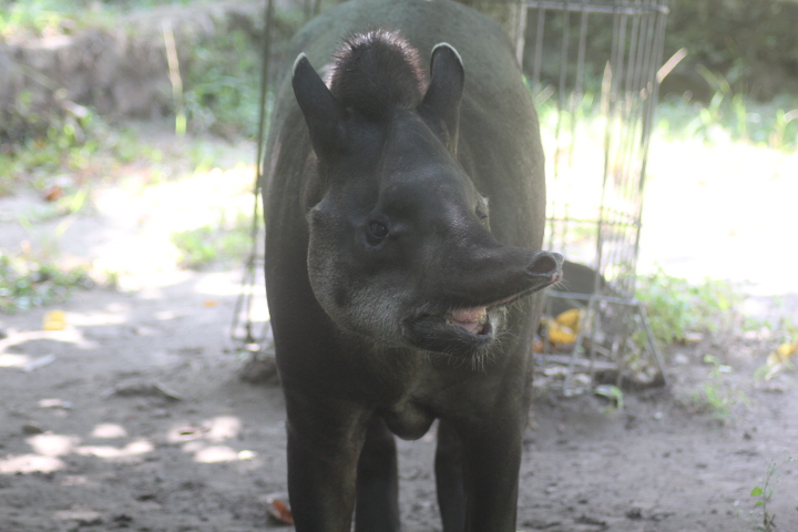 Brazilian tapir (Tapirus terrestris terrestris)
