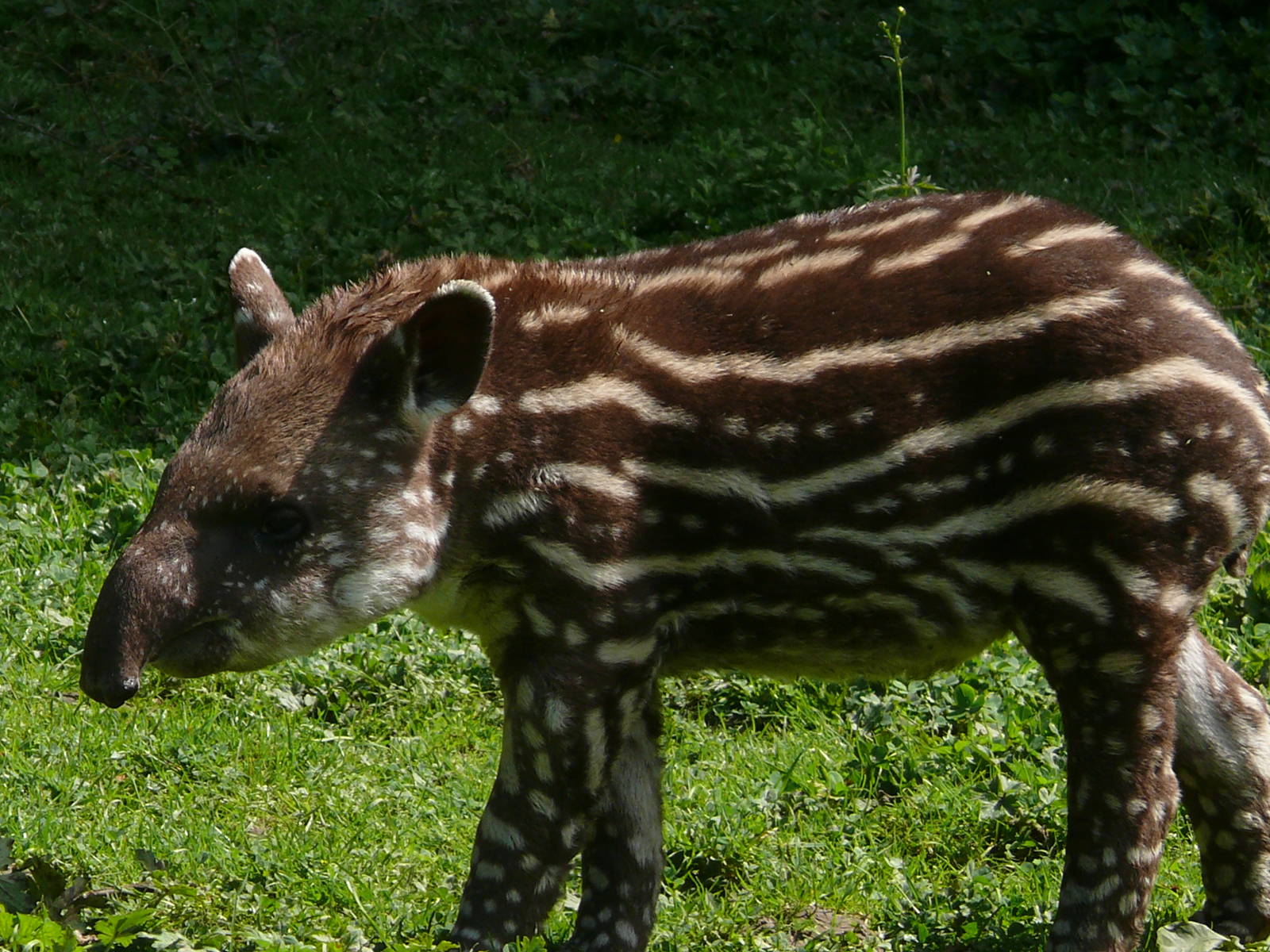 Brazilian tapir (Tapirus terrestris)