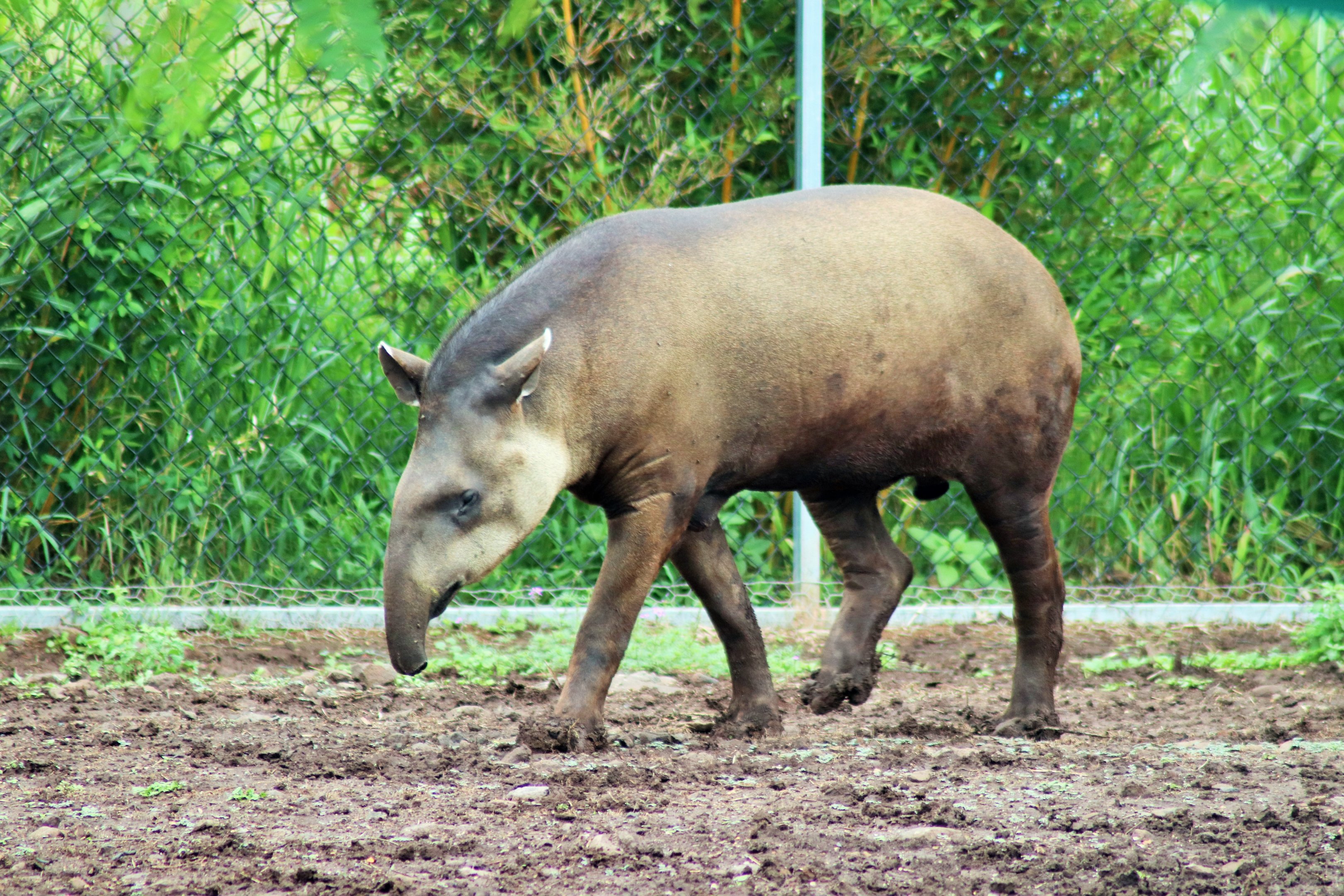 Brazilian Tapir (Tapirus terrestris)