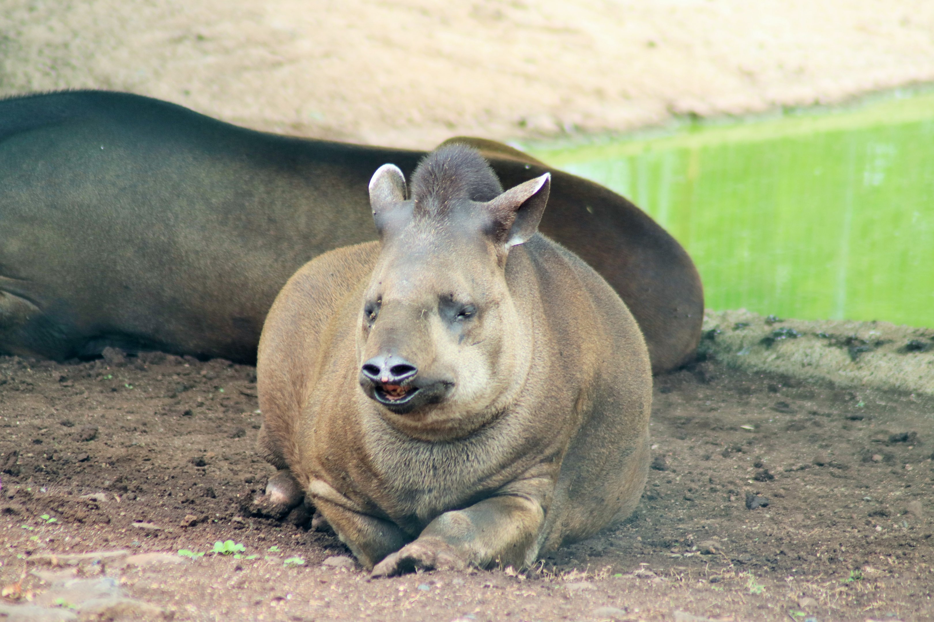 Brazilian Tapir (Tapirus terrestris)
