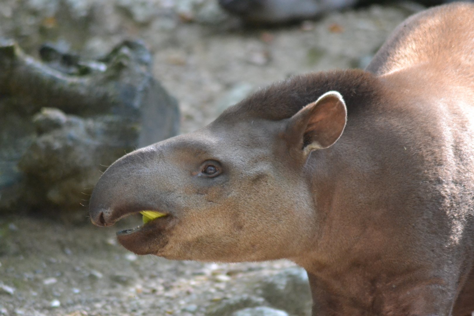 Brazilian tapir - Tapirus terrestris