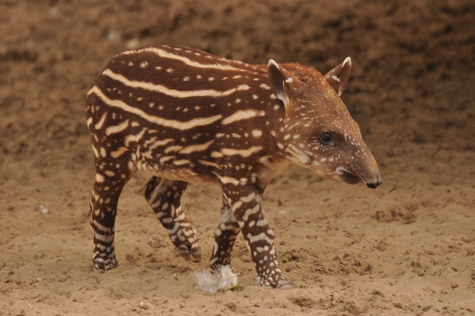 Brazilian tapir (Tapirus terrestris)