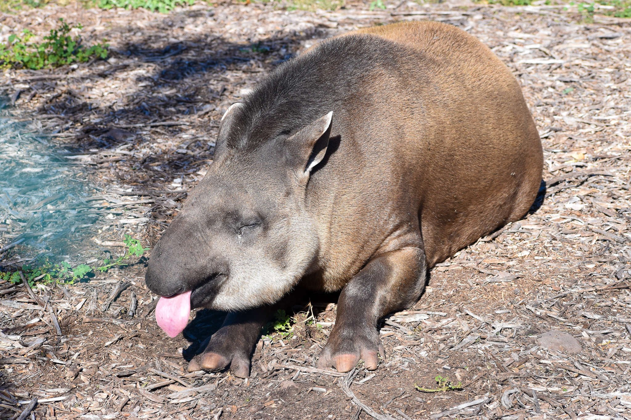 Brazilian Tapir (Tapirus terrestris)