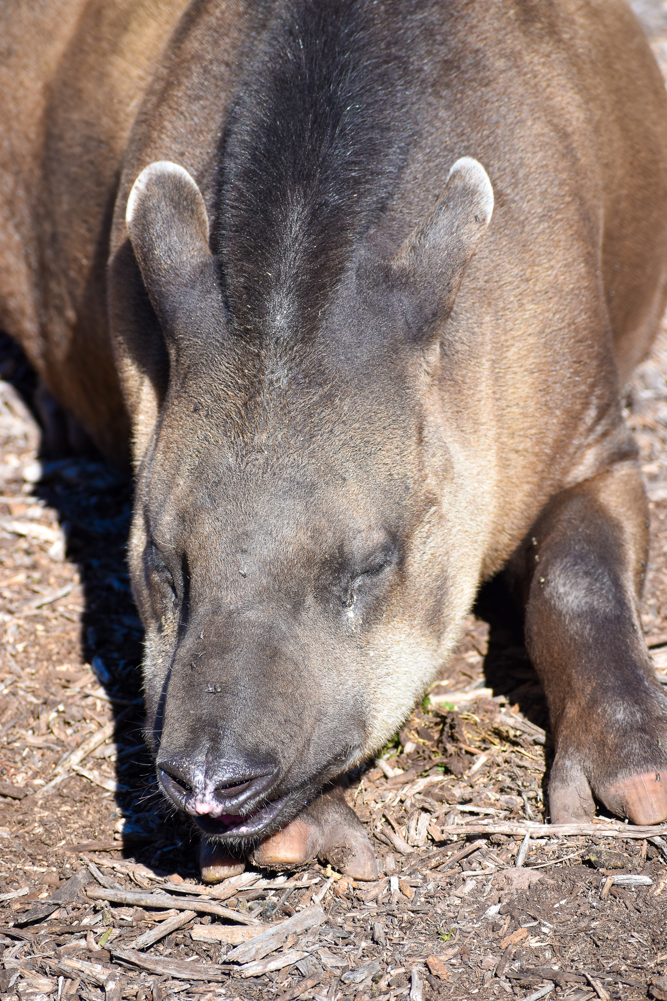 Brazilian Tapir (Tapirus terrestris)