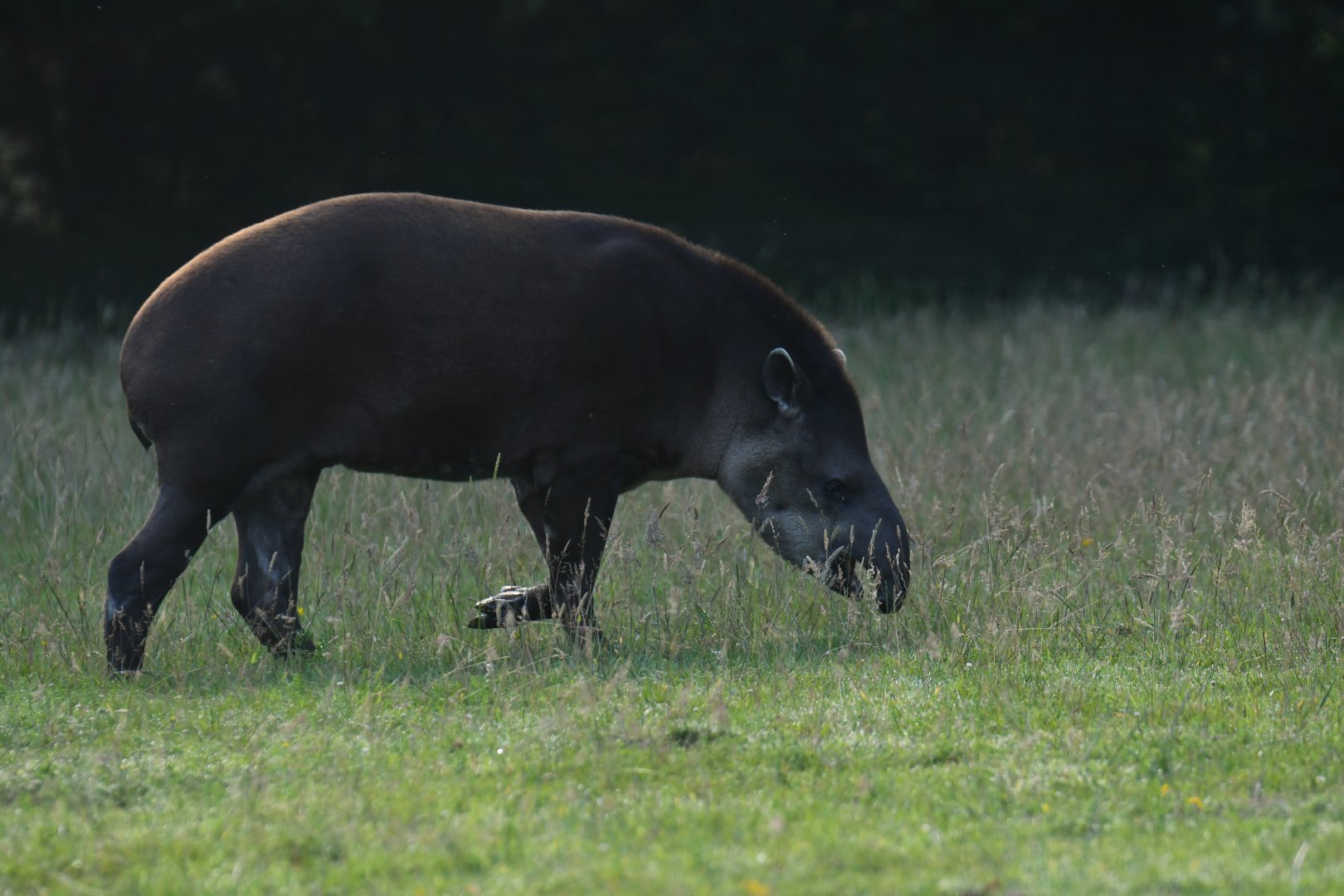 Brazilian tapir (Tapirus terrestris)